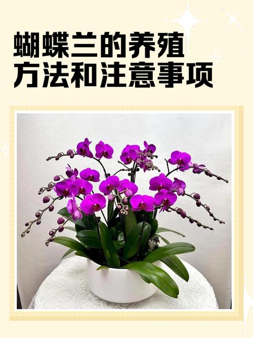 蝴蝶兰繁殖方法有哪些？-第2张图片-宁夏农业信息网