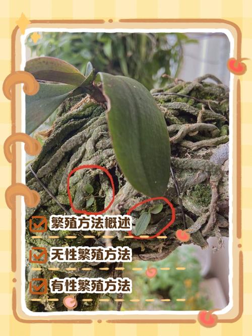 蝴蝶兰繁殖方法有哪些？-第3张图片-宁夏农业信息网