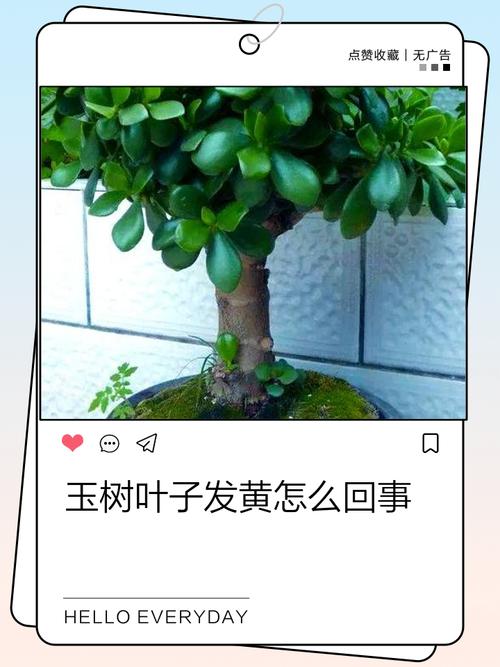 玉树叶子发黄怎么办？-第3张图片-宁夏农业信息网