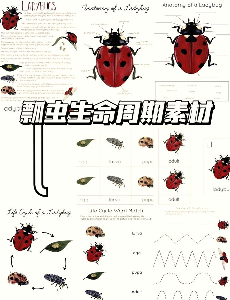 瓢虫怎么养？有哪些注意事项？-第1张图片-宁夏农业信息网