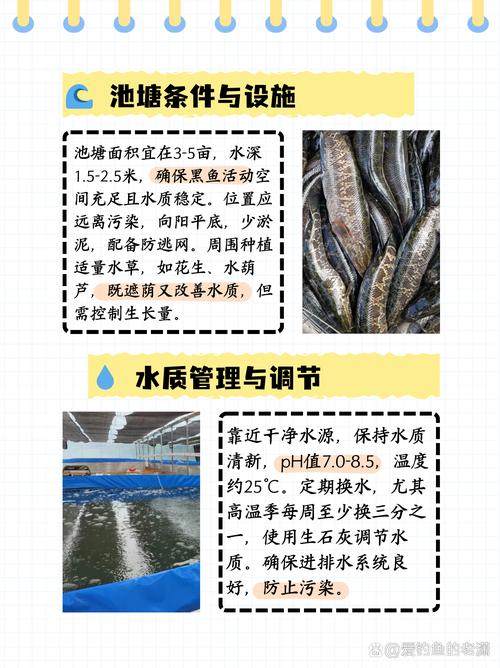 水产养殖问题整改方案如何落地见效？-第1张图片-宁夏农业信息网