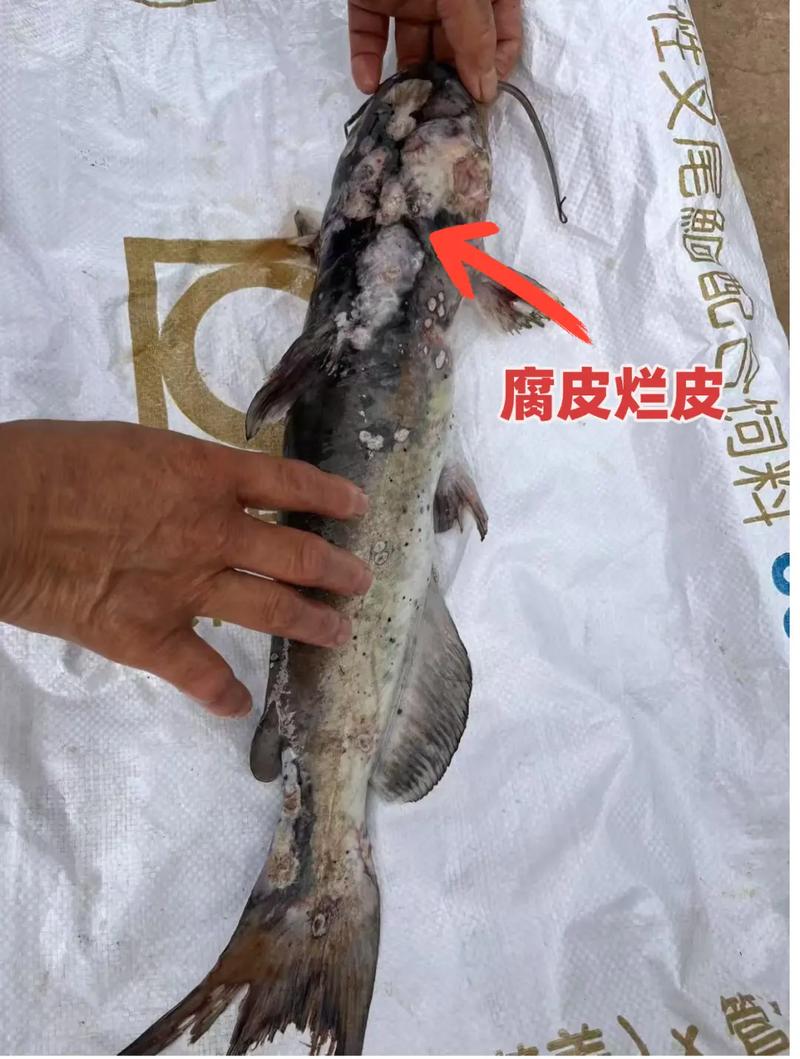 水产养殖问题整改方案如何落地见效？-第3张图片-宁夏农业信息网