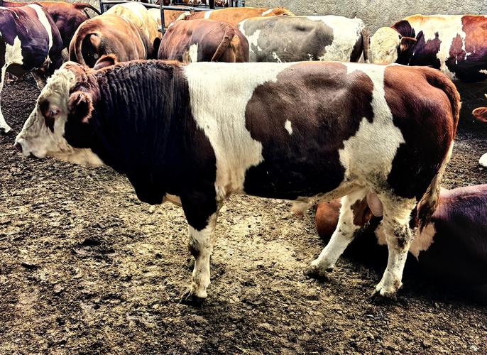 东北养肉牛，哪个品种最合适？-第1张图片-宁夏农业信息网