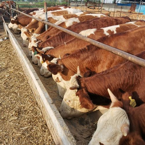 东北养肉牛，哪个品种最合适？-第2张图片-宁夏农业信息网