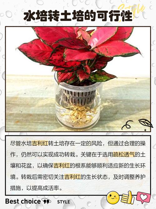 吉利红水培水加多少合适？-第2张图片-宁夏农业信息网