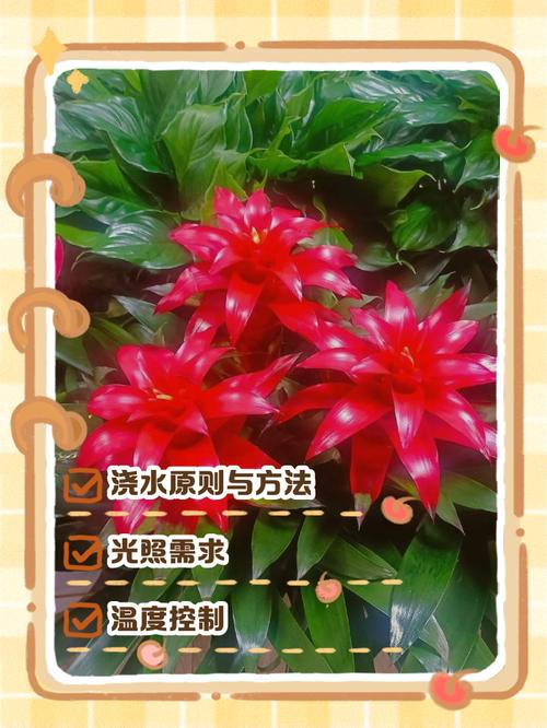 吉利红水培水加多少合适？-第1张图片-宁夏农业信息网