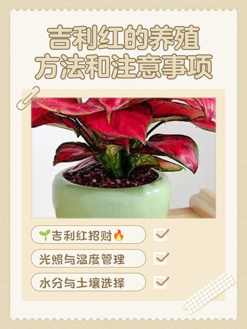 吉利红水培水加多少合适？-第3张图片-宁夏农业信息网