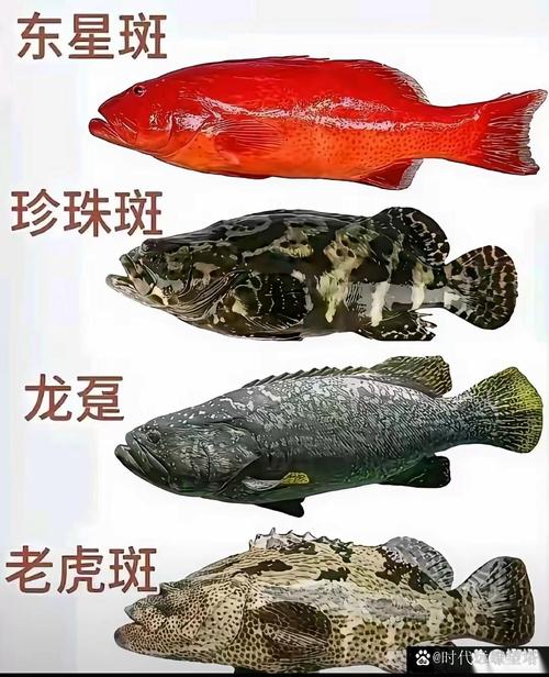 西安鱼类品种为何多样？-第1张图片-宁夏农业信息网