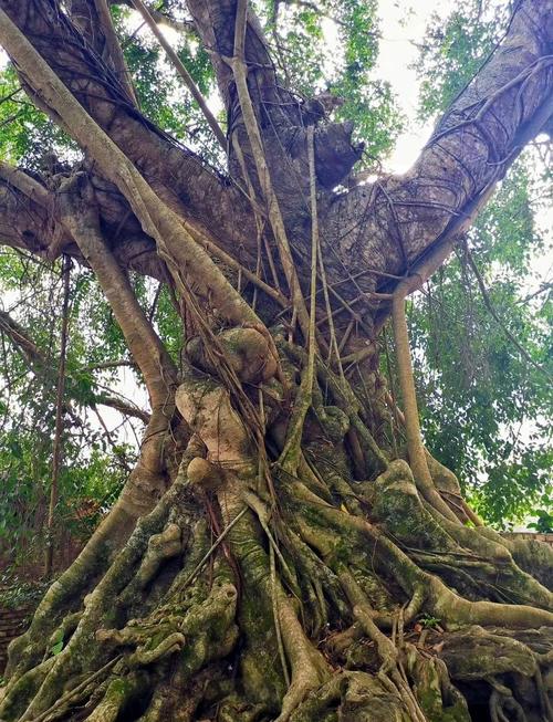 哪些榕树品种会长气生根？-第2张图片-宁夏农业信息网