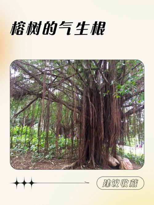 哪些榕树品种会长气生根？-第3张图片-宁夏农业信息网