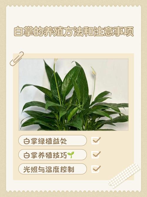 白玉怎么养？养护有哪些注意事项？-第1张图片-宁夏农业信息网