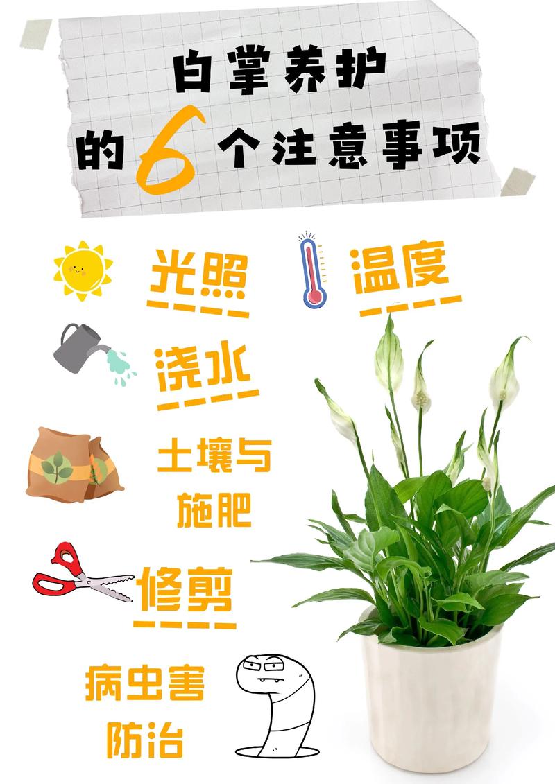 白玉怎么养？养护有哪些注意事项？-第2张图片-宁夏农业信息网