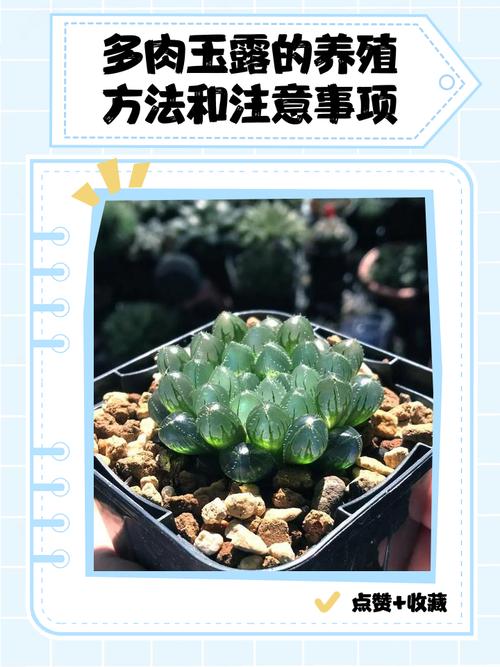 白玉怎么养？养护有哪些注意事项？-第3张图片-宁夏农业信息网