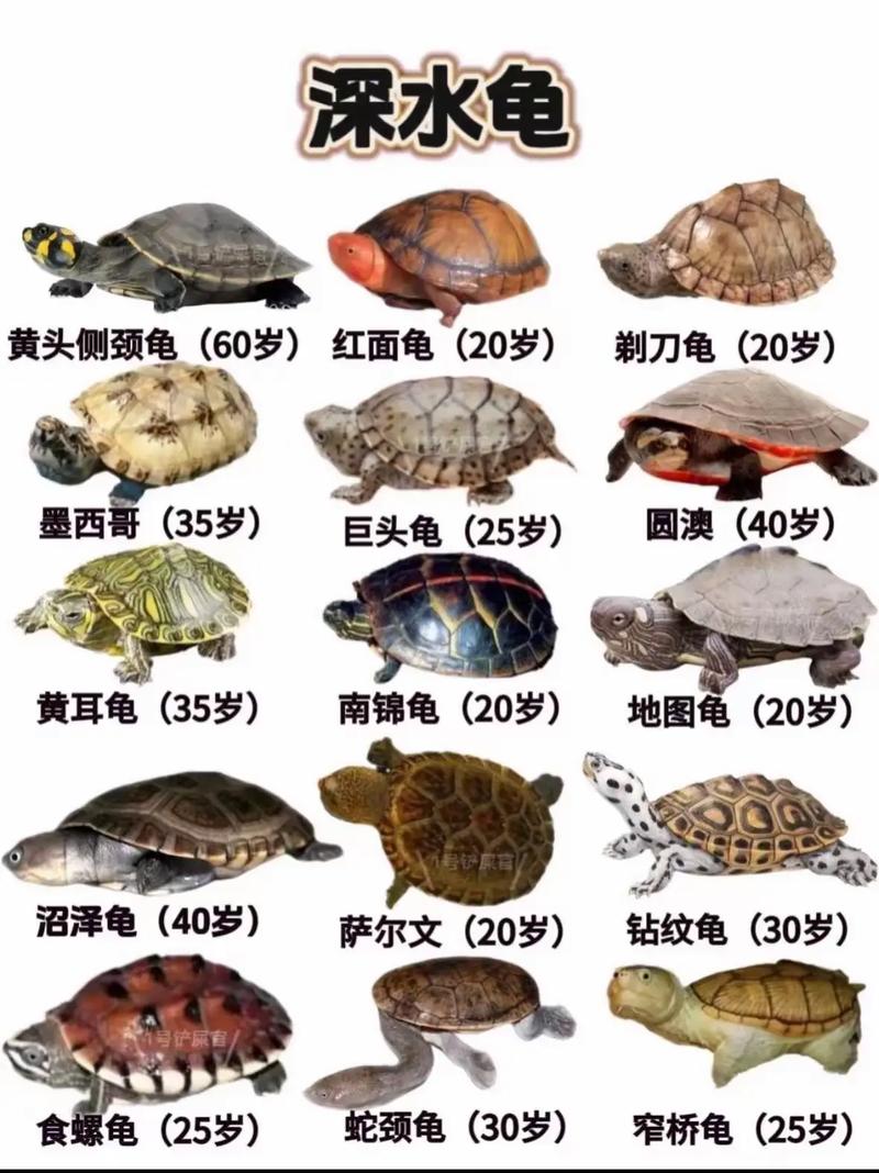 同品种乌龟为何生长差异大？-第1张图片-宁夏农业信息网