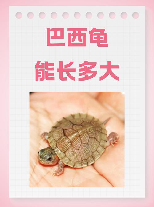 同品种乌龟为何生长差异大？-第2张图片-宁夏农业信息网