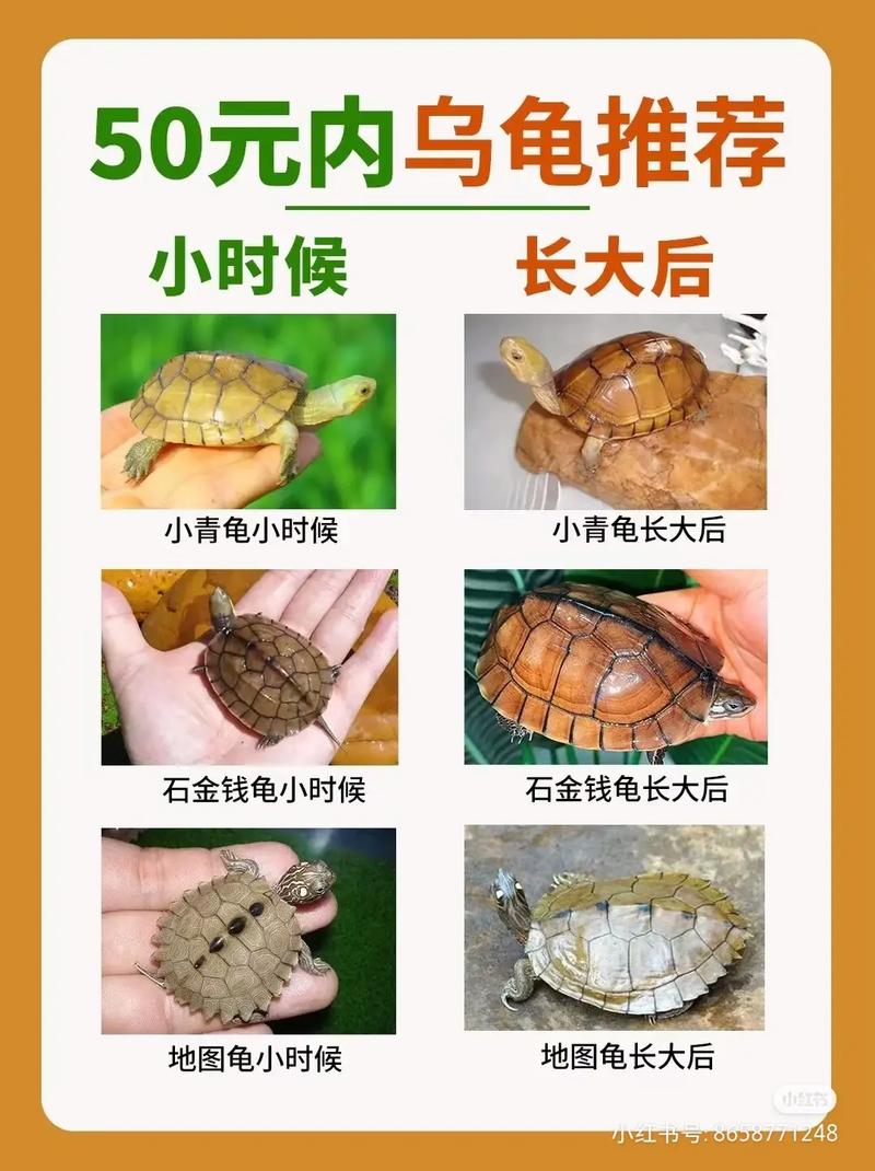 同品种乌龟为何生长差异大？-第3张图片-宁夏农业信息网