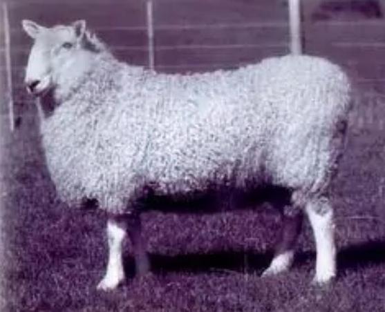 莱斯特羊有哪些品种？附图片详解。-第1张图片-宁夏农业信息网