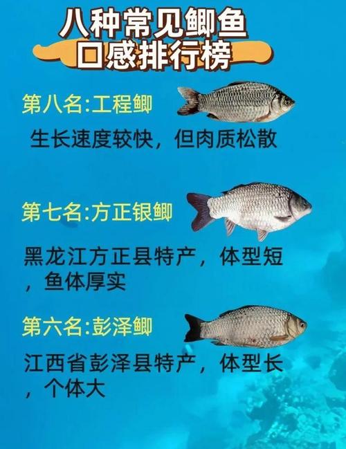 广州饲料鲫鱼是何品种？-第1张图片-宁夏农业信息网