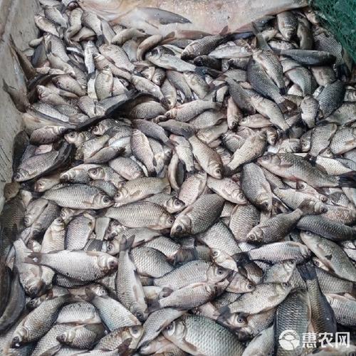 广州饲料鲫鱼是何品种？-第2张图片-宁夏农业信息网