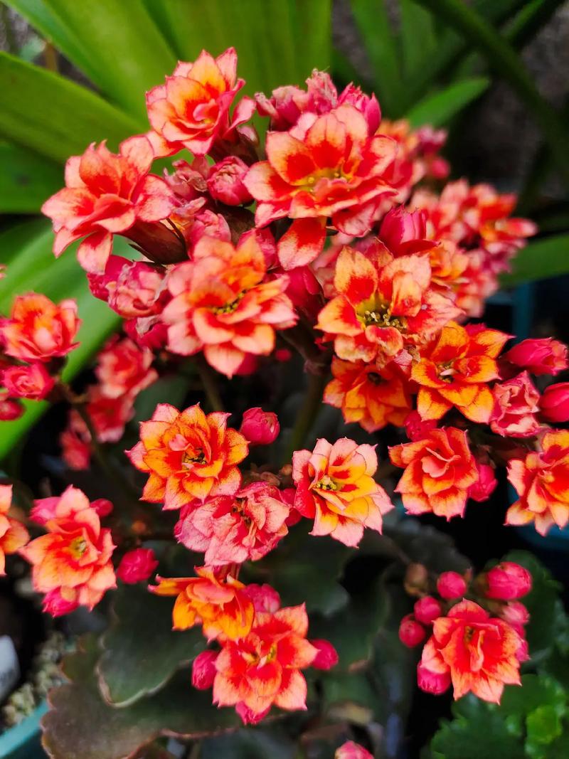 长寿花品种有哪些？-第3张图片-宁夏农业信息网