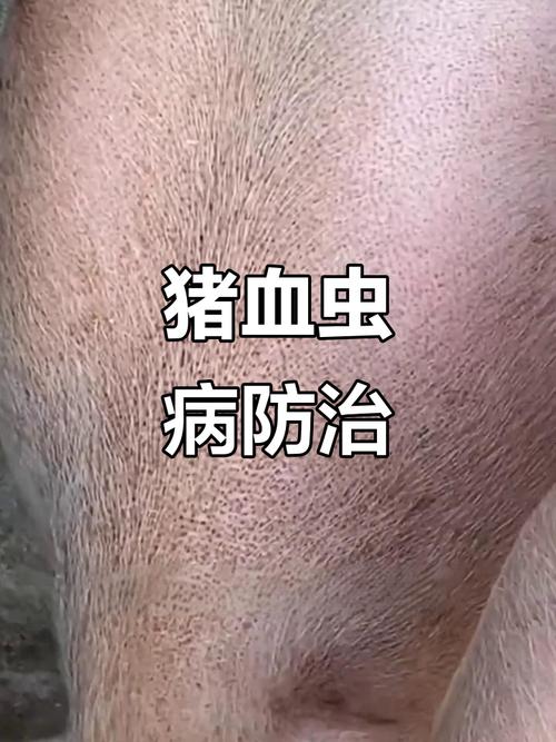 猪血养虫子具体咋操作？-第1张图片-宁夏农业信息网