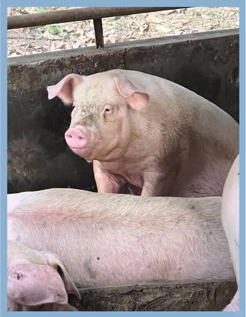 猪血养虫子具体咋操作？-第3张图片-宁夏农业信息网