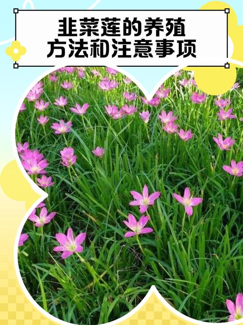 韭莲花怎么繁殖？有哪些方法？-第1张图片-宁夏农业信息网