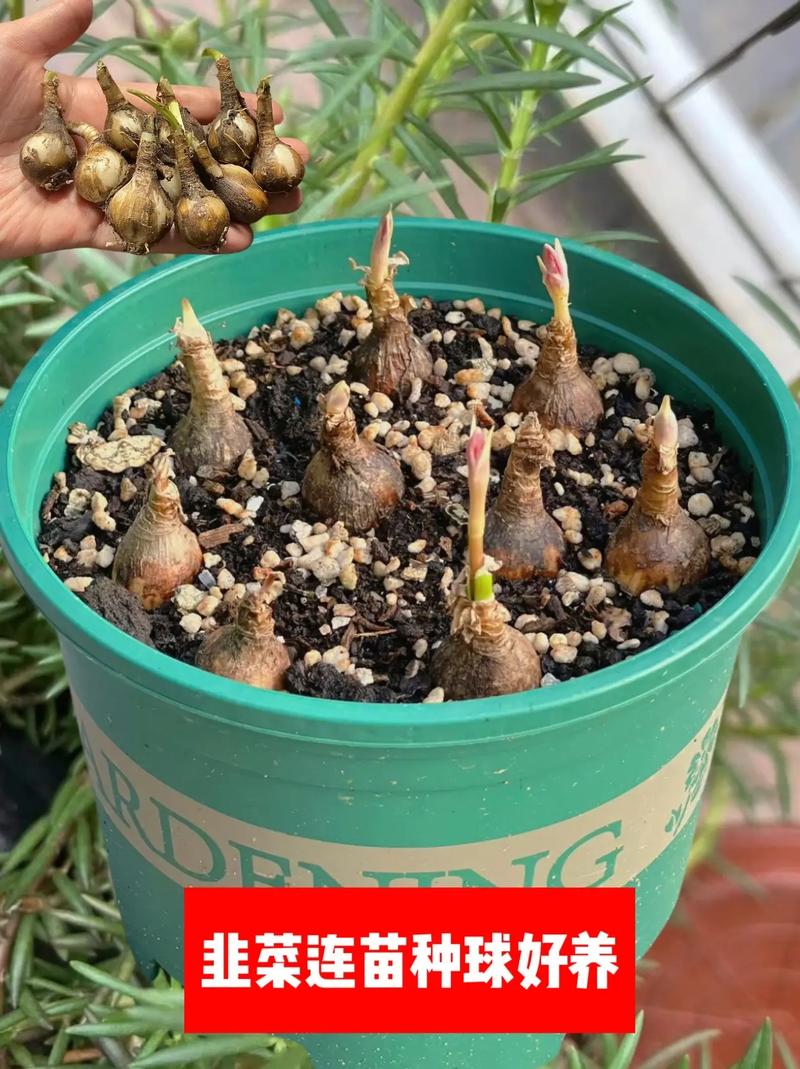 韭莲花怎么繁殖？有哪些方法？-第2张图片-宁夏农业信息网