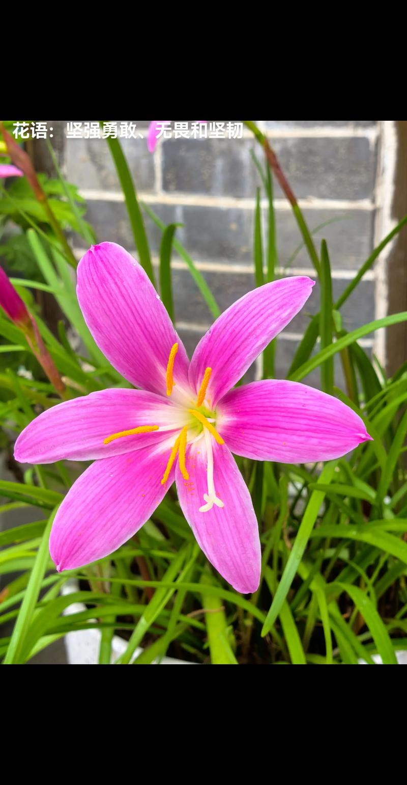 韭莲花怎么繁殖？有哪些方法？-第3张图片-宁夏农业信息网