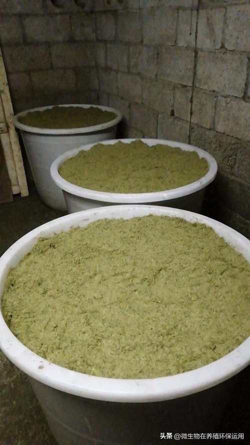 发酵青饲料养鸡怎么制作？-第1张图片-宁夏农业信息网