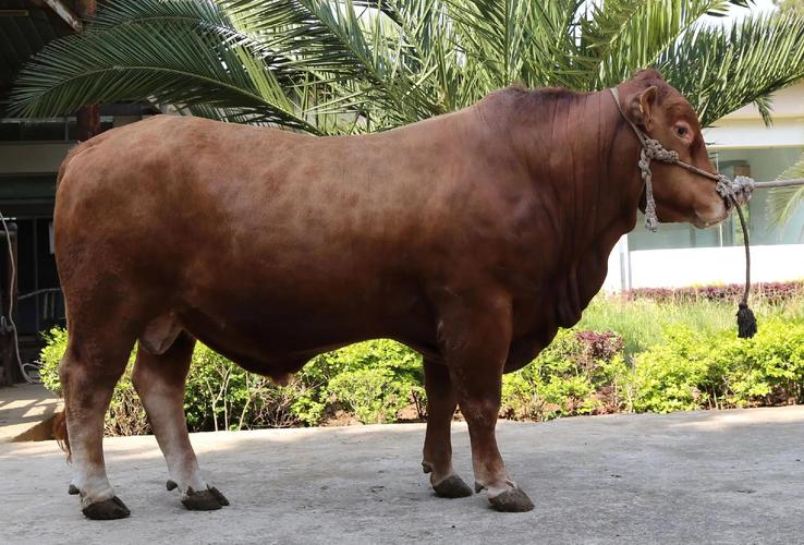 常见的肉牛品种图片大全-第1张图片-宁夏农业信息网