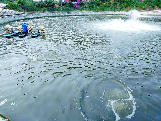 水产养殖解毒哪种方法最好？-第1张图片-宁夏农业信息网