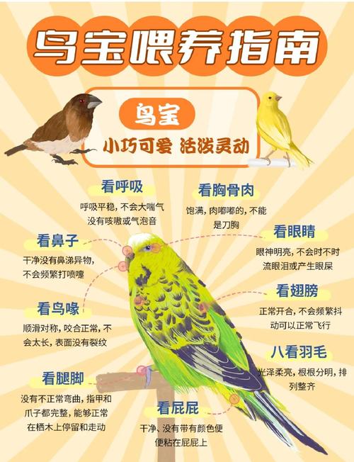 翠鸟怎么养？饲养需注意什么？-第3张图片-宁夏农业信息网