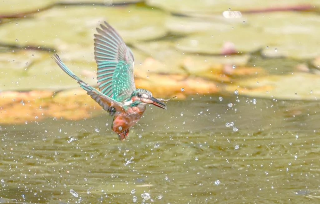 翠鸟怎么养？饲养需注意什么？-第2张图片-宁夏农业信息网
