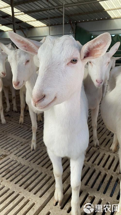 中国奶山羊哪个品种最好？-第1张图片-宁夏农业信息网