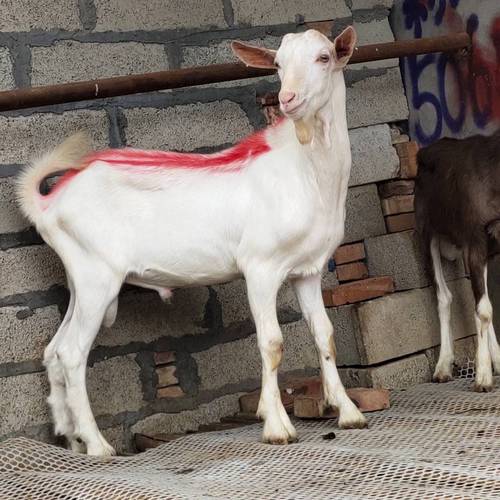 中国奶山羊哪个品种最好？-第2张图片-宁夏农业信息网