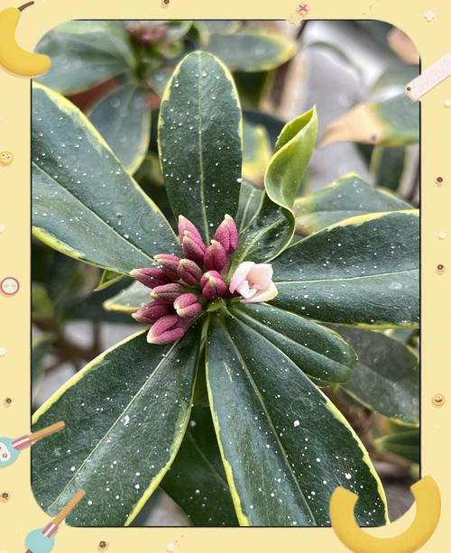 瑞香休眠期施肥怎么补救？-第1张图片-宁夏农业信息网