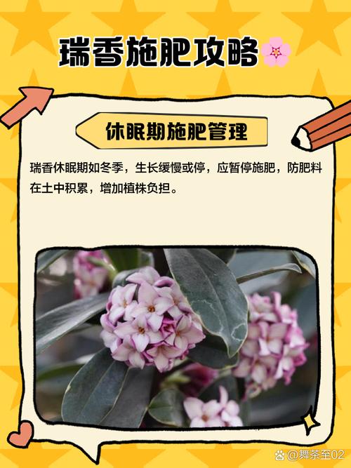 瑞香休眠期施肥怎么补救？-第3张图片-宁夏农业信息网