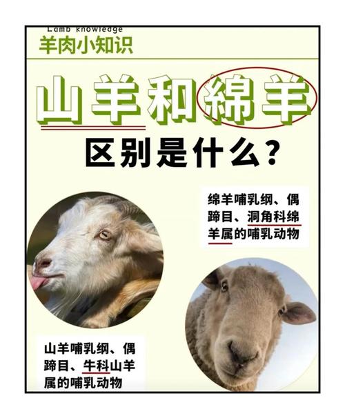 羊养殖技术与方法有哪些关键要点？-第3张图片-宁夏农业信息网