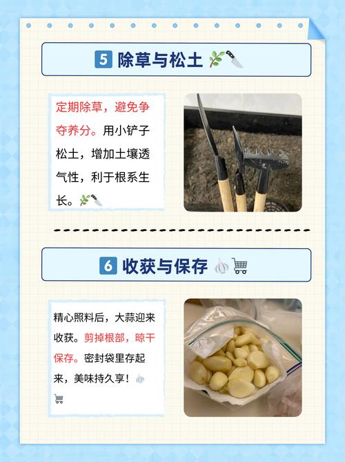 蒜怎么催芽?何时催芽最合适?-第2张图片-宁夏农业信息网 蒜怎么催芽?何时催芽最合适?-第2张图片-宁夏农业信息网