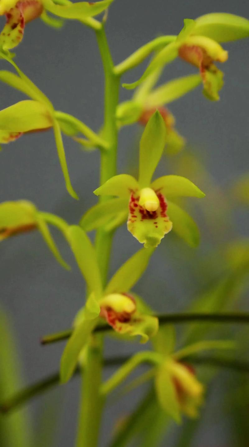 野生蕙兰品种有哪些？-第1张图片-宁夏农业信息网