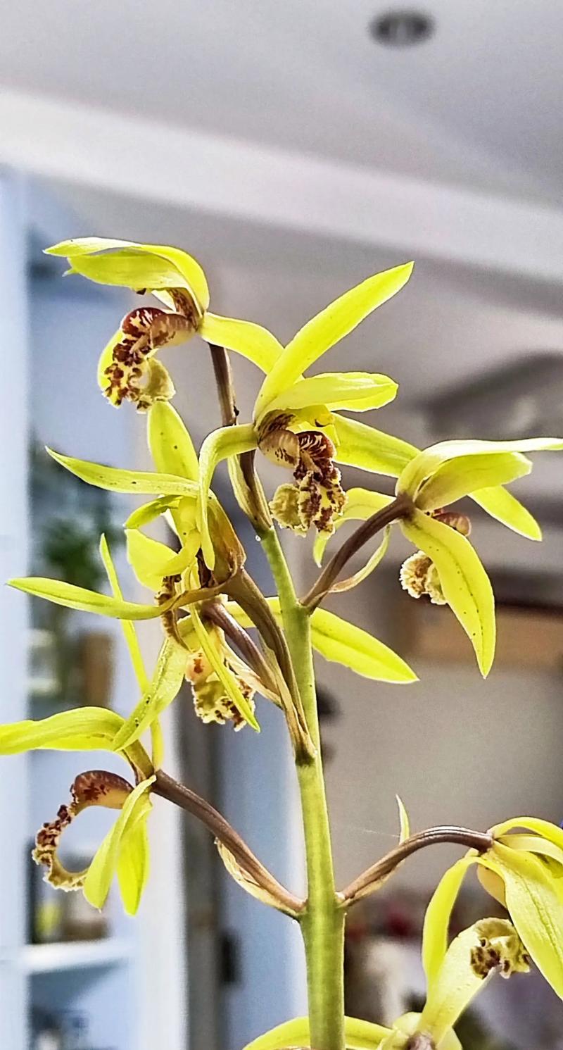 野生蕙兰品种有哪些？-第2张图片-宁夏农业信息网