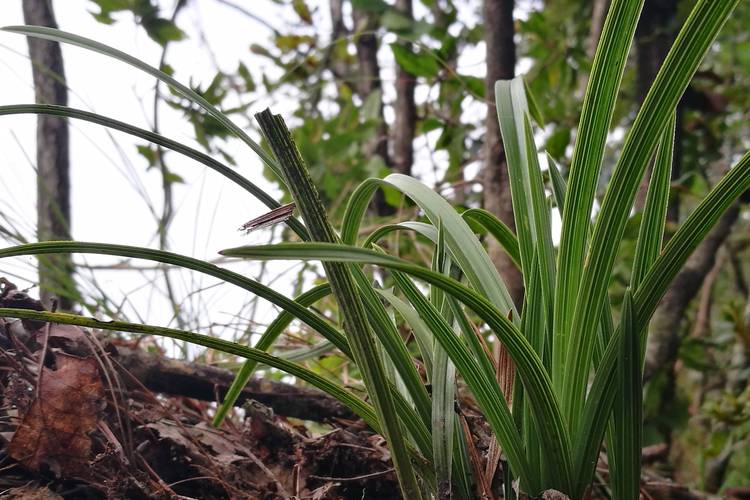 野生蕙兰品种有哪些？-第3张图片-宁夏农业信息网