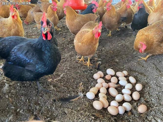 什么品种蛋鸡产蛋量最高？-第1张图片-宁夏农业信息网