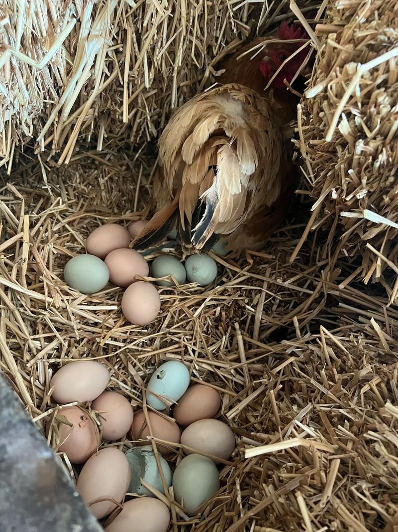 什么品种蛋鸡产蛋量最高？-第2张图片-宁夏农业信息网