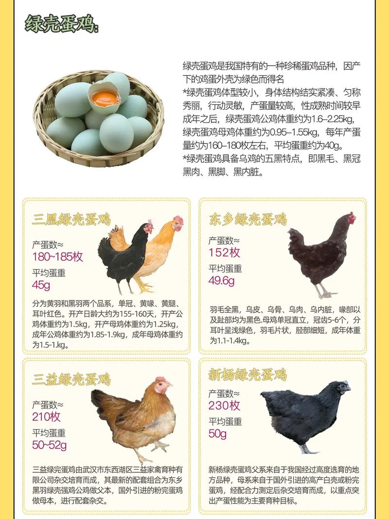什么品种蛋鸡产蛋量最高？-第3张图片-宁夏农业信息网