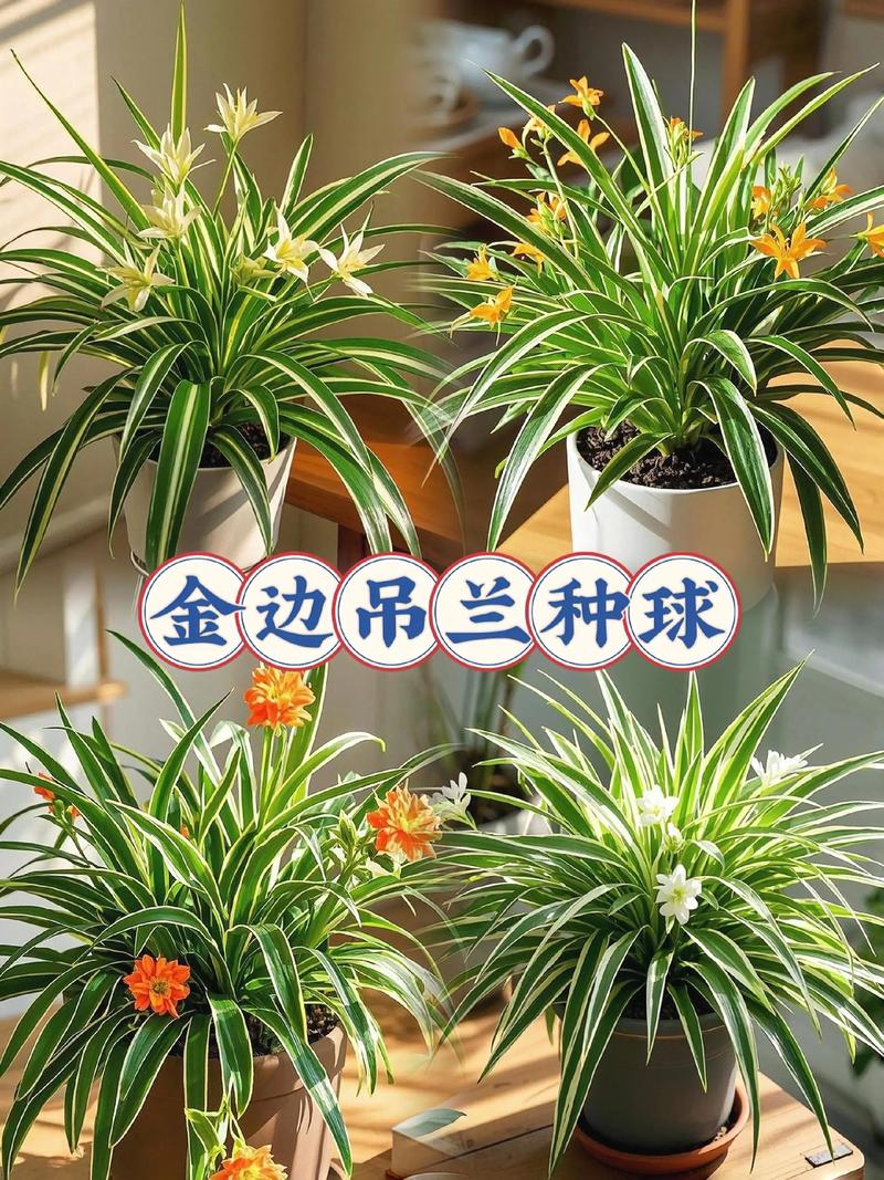 室内吊兰有哪些品种?-第1张图片-宁夏农业信息网 室内吊兰有哪些品种?-第1张图片-宁夏农业信息网