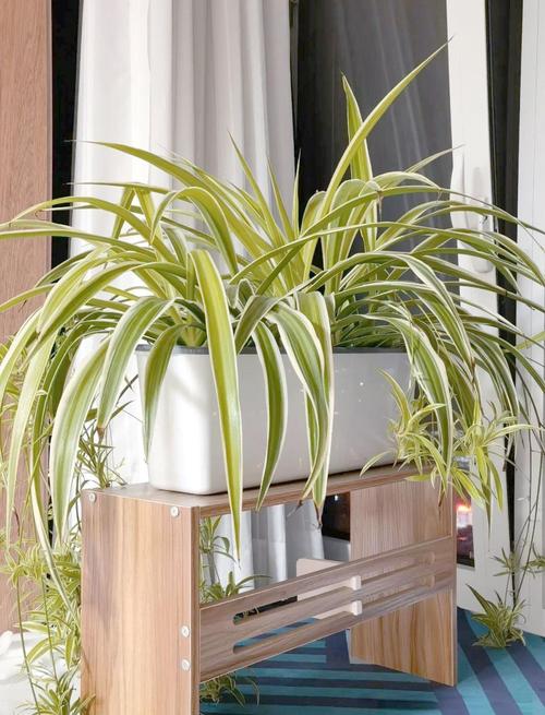 室内吊兰有哪些品种?-第2张图片-宁夏农业信息网 室内吊兰有哪些品种?-第2张图片-宁夏农业信息网