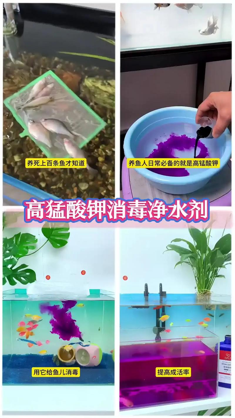 水产养殖消毒,关键方法是什么?-第3张图片-宁夏农业信息网 水产养殖消毒,关键方法是什么?-第3张图片-宁夏农业信息网