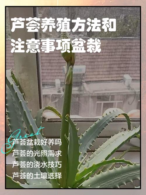 芦荟水培怎么养才正确？-第1张图片-宁夏农业信息网